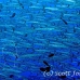 barracuda_blackfin_er_h_0705_png1106.jpg